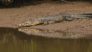 Bhitarkanika to remain closed for three days for annual crocodile census