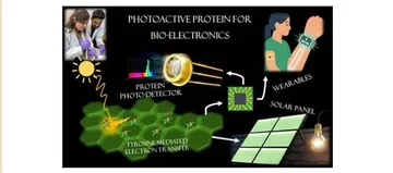 Natural protein shows semiconductor potential, opening new path for green electronics