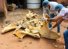 Elephant Ramu’s skeleton preservation underway in Bhubaneswar; public display planned