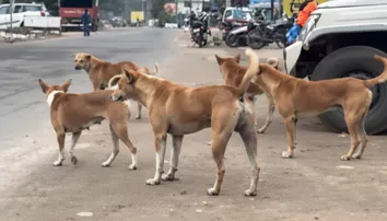Dog menace-free Bhubaneswar! BMC partners with Mission Rabies, OUAT to curb dog bites