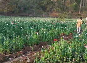 Illegal opium cultivation inside Similipal National Park busted; crops worth Rs 1.7 crore destroyed