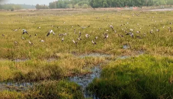 Over 11 lakh migratory birds flock to Chilika this year; numbers show healthy ecosystem