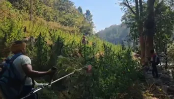 Illegal ganja cultivation worth Rs 45 lakh destroyed in Kandhamal