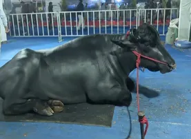 Massive Rs 5 cr bull ‘Shoorveer’ draws crowds at state livestock expo in Bhubaneswar
