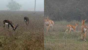 Blackbuck census begins in Asika forest range of Odisha's Ganjam