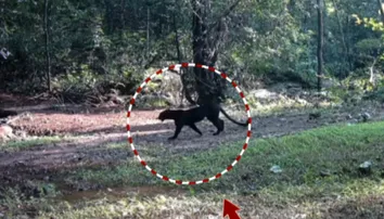 Melanistic leopards thrive in Nayagarh forests