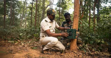 Tiger census begins at Similipal Wildlife Sanctuary using camera traps