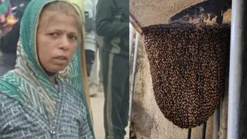 Shield of Love! Anganwadi cook Kanchan Bai Meghwal’s heroic sacrifice saves 20 children from bee attack