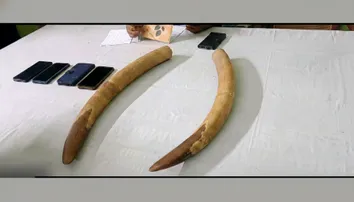 Ivory trafficking racket busted in Odisha’s Balasore, 4 arrested