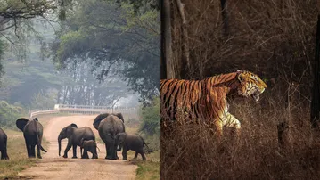 How are tiger and elephant reserves shaping India’s wildlife conservation strategy?