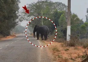 Female elephant stranded in Odisha, traffic disrupted for hours