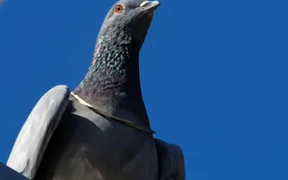 Pigeon triggers panic after flying off with gold chain worth Rs 1 Lakh in Rajasthan