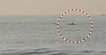 Dolphins spotted off Puri coast day after sea snail phenomenon; tourists left curious