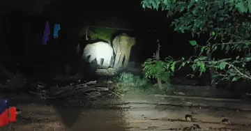 When compassion trumped conflict: Woman feed elephant herd in Keonjhar in a rare human-wildlife encounter (AI enhanced)