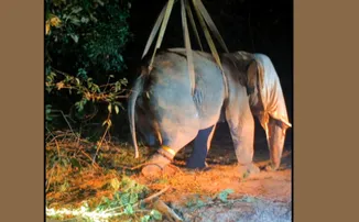 Tusker ‘Palank’ tranquilised, radio-collared after two-day operation in Bhubaneswar outskirts