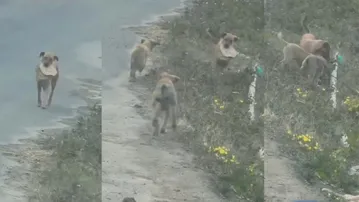 Mother’s love knows no bounds: Stray dog fetching 'rotis' for puppies melts the internet, watch