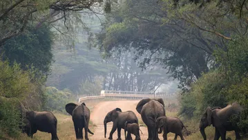Elephant herd rescues calf after it falls into canal in Keonjhar village