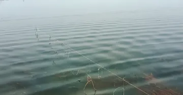 Poachers target migratory birds at Chilika Lake, local outrage grows