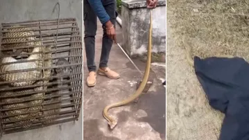 Cobra rescued from rat trap in Bhubaneswar’s Sailashree Vihar