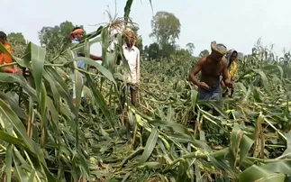 Nor’wester devastates 50 acres of maize crop before harvest in Odisha