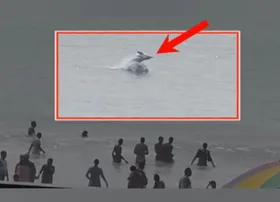 Dolphins in Puri Sea beach