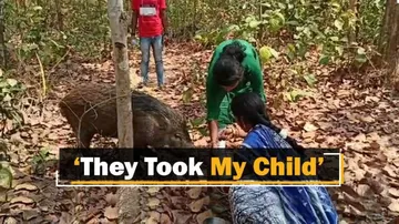 Lost Love Returns: Wild Boar Reunites With Forlorn Woman In Odisha