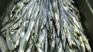 Odisha to probe presence of cancer-causing Formalin in fish imported from Andhra