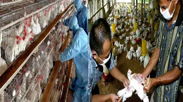 Odisha 2nd after Chhattisgarh to report Avian Flu Outbreak