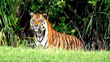 Tiger Census in Odisha from tomorrow