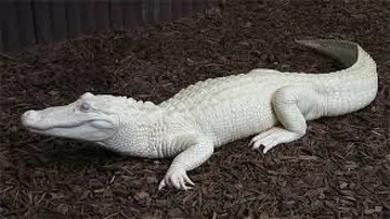 Albino