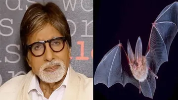 Amitabh Bachchan's 'Breaking News' Of Bat Entering His Home Triggers Row