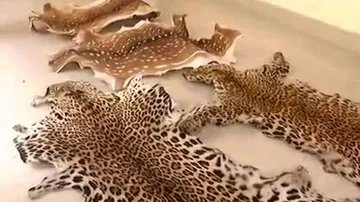 Animal Skin Smuggling Racket Busted In Odisha, 2 Arrested