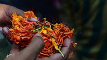 The Ashoka Flower And Lingaraja’s Ratha