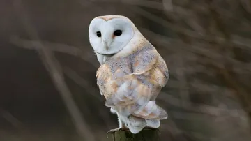 Bhitarkanika Nat Park officials rescue endangered barn owl