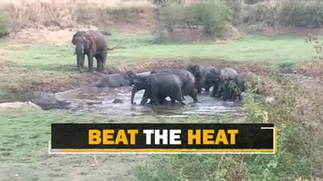 Summer Bath Of Elephants In Odisha’s Sambalpur