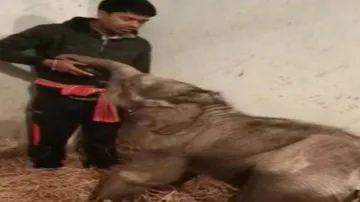 Odisha: Rescued Baby Elephant Padma Gets New Family