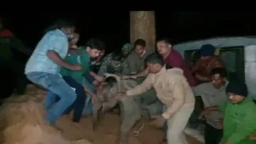 Shunned Baby Elephant Shifted To Kapilash Rescue Centre