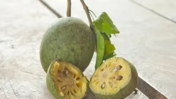 Bael fruit