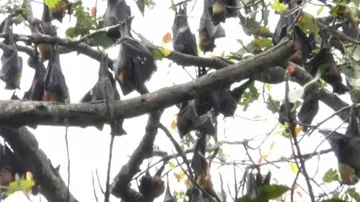 Shunning Stereotype, Odisha Village Becomes Sanctuary For Bats