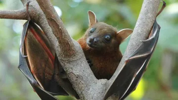 ML identifies bat species that can spread Nipah