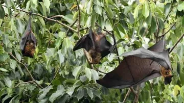 Scientists Discover Novel Coronavirus In British Bats