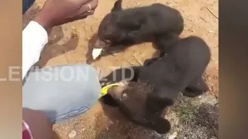 Watch: 5 Bear Cubs Rescued From Bhubaneswar Outskirts, Illegal Wildlife Trade Suspected