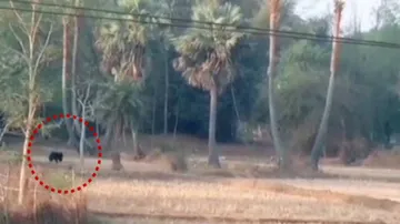 Watch: People Panic As Bear Strays Into Village In Odisha’s Balasore