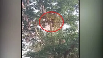 Bear’s day out: Perched atop tree, bear gives locals horrid time