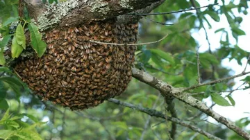 One killed, 3 injured in bee attack in Gajapati