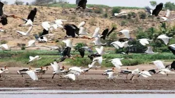 Migratory birds start flying back home from Odisha