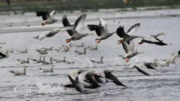 Winged guests arrive at Bhitarkanika park for nesting
