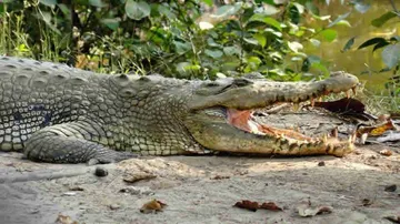 Bhitarkanika National Park opens for public