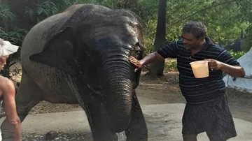 Haathi Mere Saathi: Bihar Man Wills His Property To Two Elephants