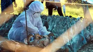 Bird Flu: Outbreak Confirmed In 7 States, Test Reports From Other States Awaited